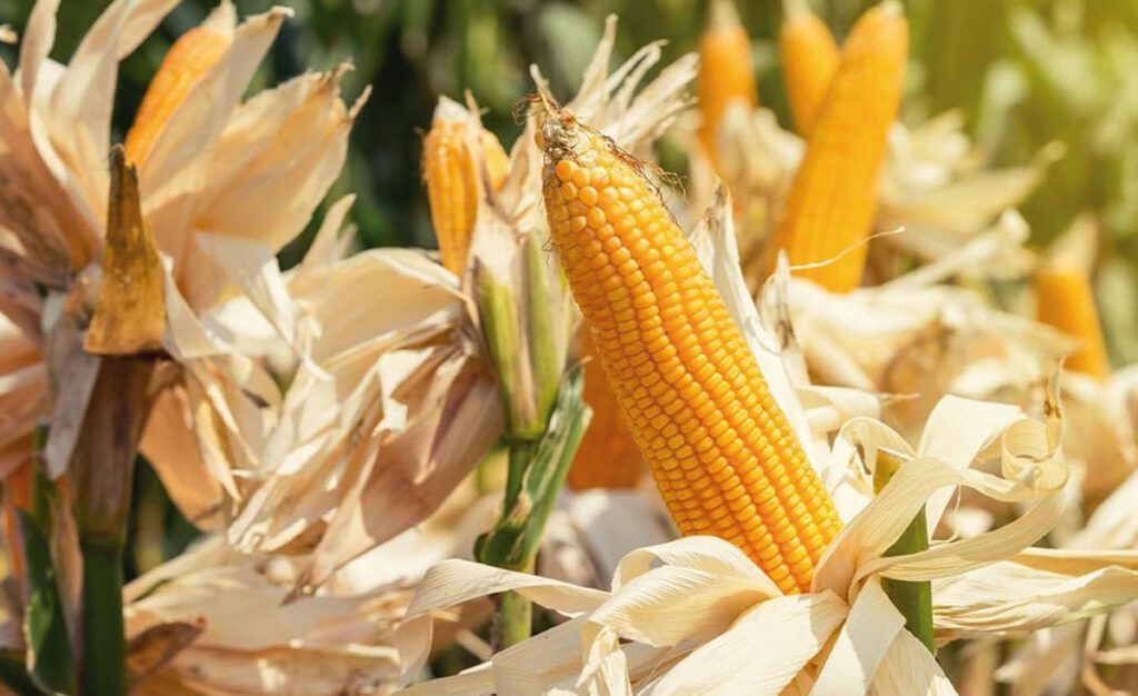 ¿Cómo se potenciará el consumo de maíz en el mundo?